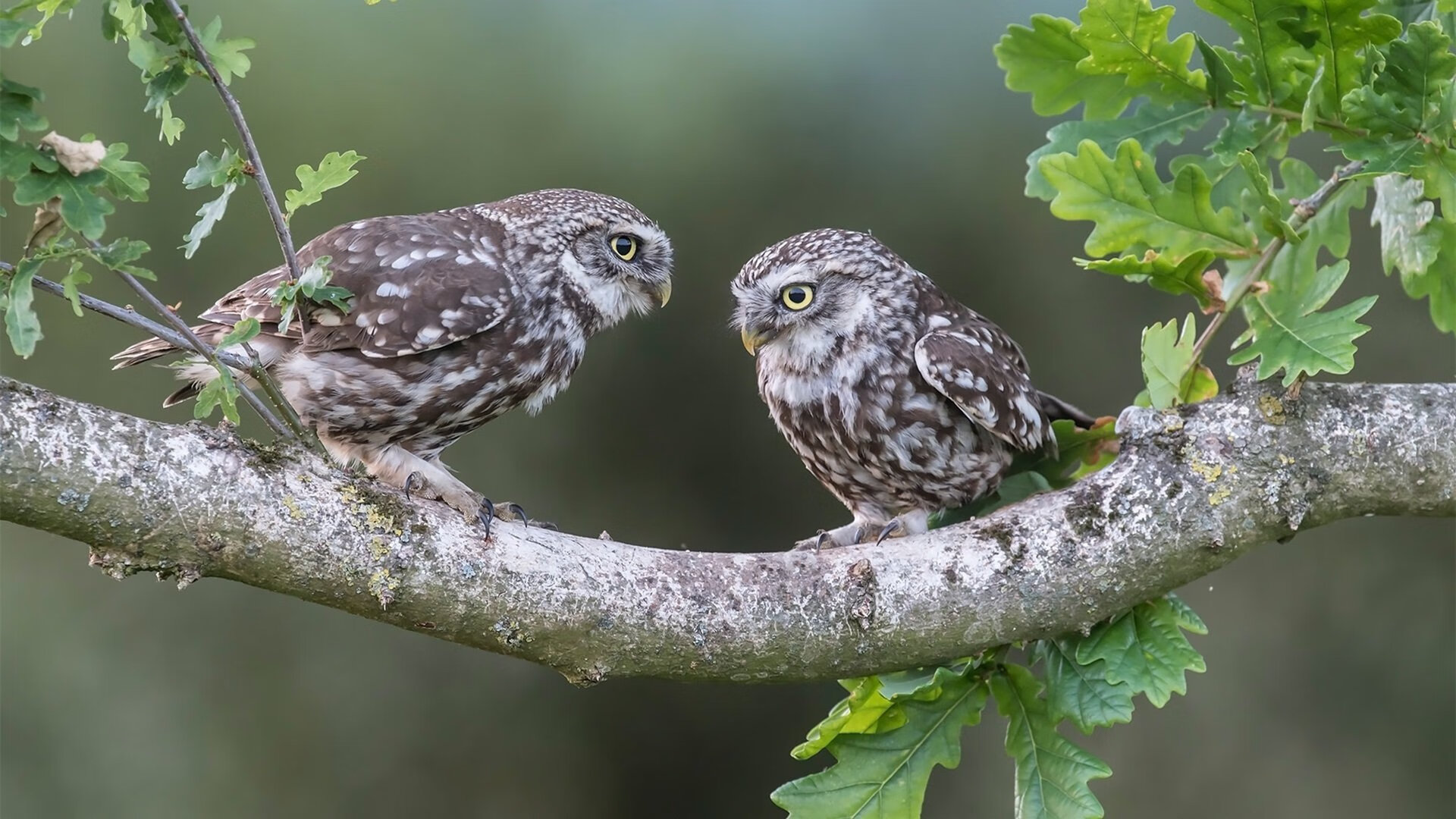 世界杯逆转传奇:英雄出场,奇迹再现!,世界杯回转比赛