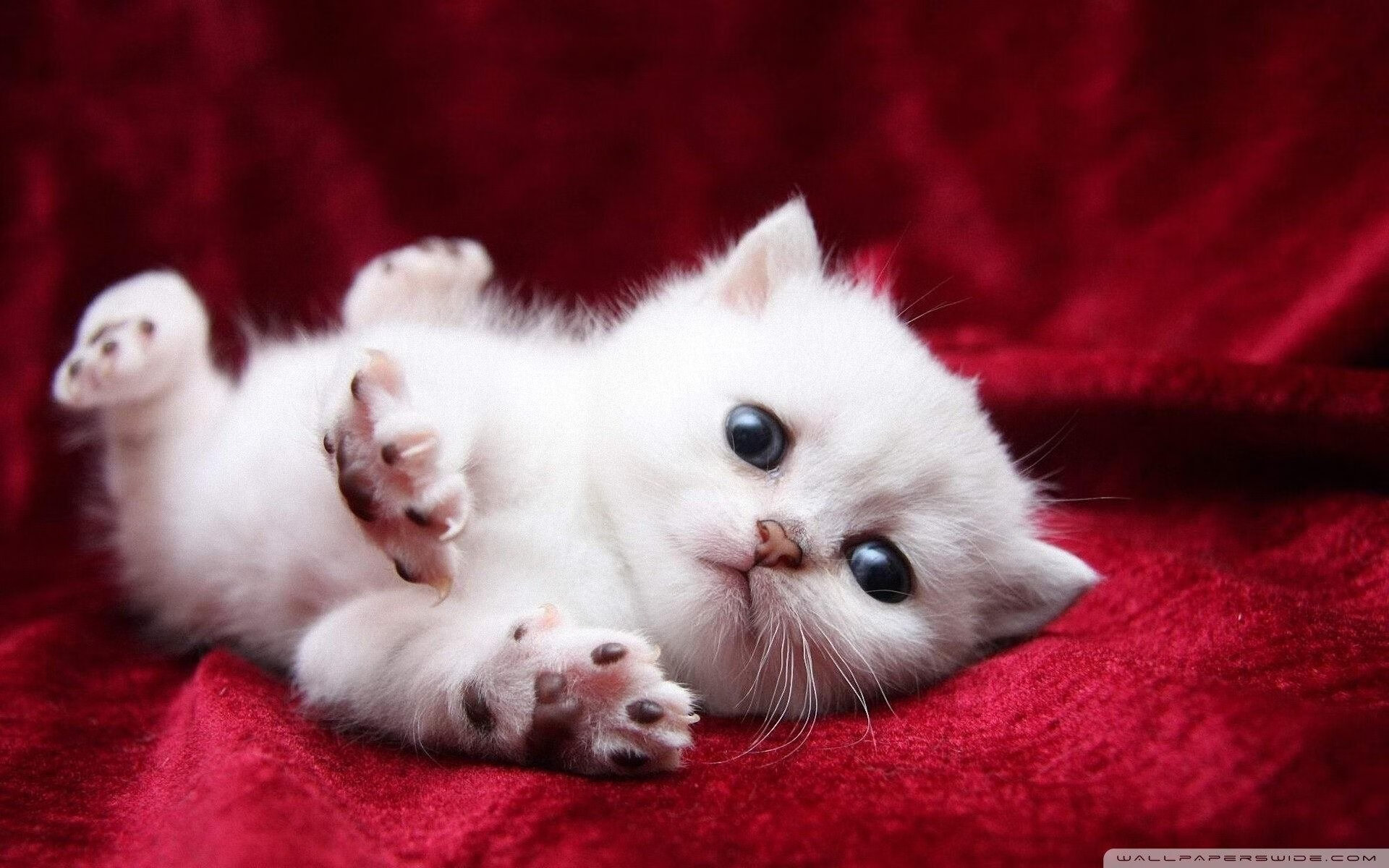 世界杯逆转传奇:英雄出场,奇迹再现!,世界杯回转比赛