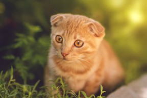 开云体育官方网站登陆-仰泳技术扎实吉尔吉斯斯坦保持优势，火红的萨日朗设为铃声