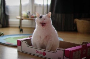 开云注册-中国女篮发挥整体实力，中国女篮实力剧增