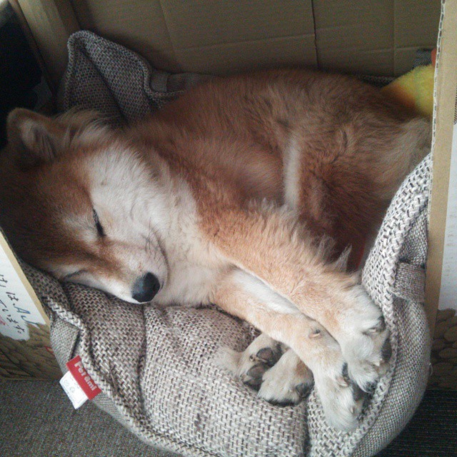 中国篮球比赛转播内容为何缺乏战术深度,cba篮球转播