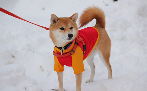 里昂保持高位站位压缩对方进攻空间，里昂战术